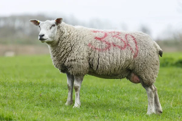 Πρόβατα, ovis aries — Φωτογραφία Αρχείου