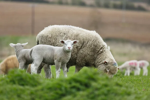 Ganadería ovina, Reino Unido — Foto de Stock