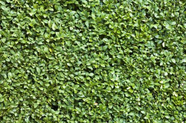 Buxus sempervirens detay