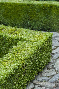 Buxus sempervirens çit kırpılmış 