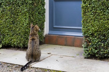Cat sitting outside door of a home clipart