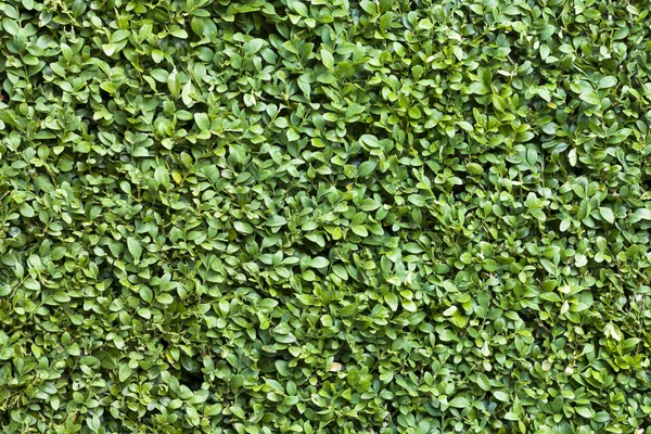 Buxus sempervirens Detail — Stockfoto