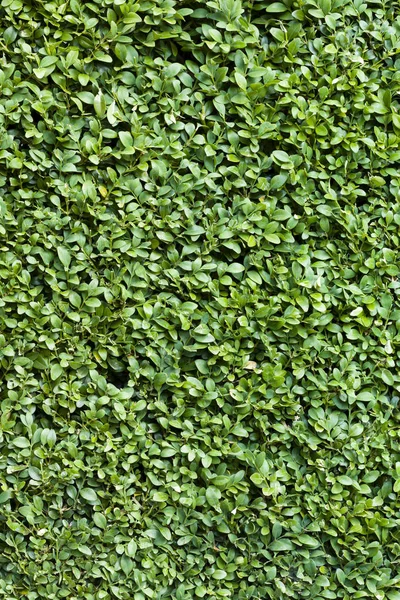 Buxus häck, buxbom bakgrund — Stockfoto