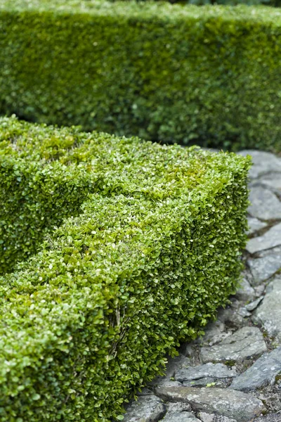 Buxus sempervirens oříznutý živý plot — Stock fotografie