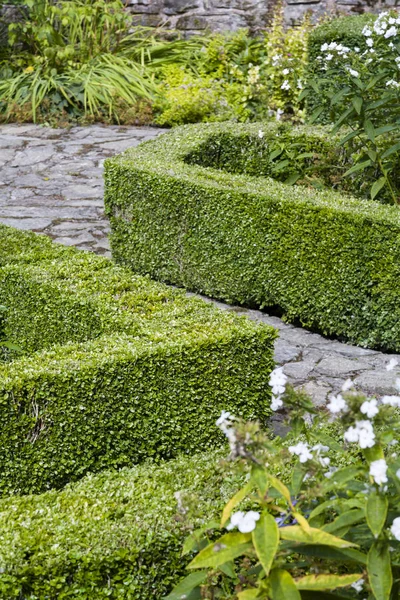 Buchsbaumhecke — Stockfoto