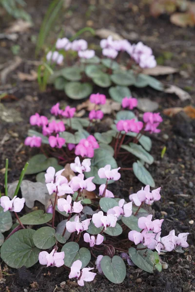 Cyclamens roses, cyclamens coum — Photo