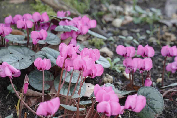 Cyclamen coum, pink cyclamens — Stock Photo, Image