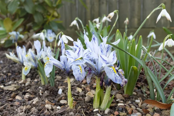 Dwarf iris flowers, Katharine Hodgkin — Stock Photo, Image