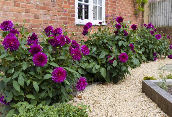 георгины в саду