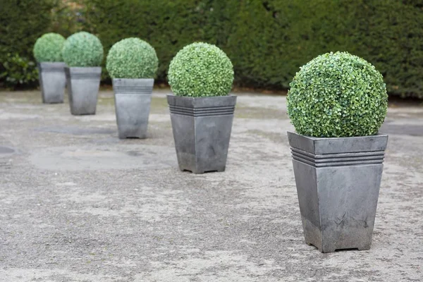 Buxus topiary planters — Stockfoto