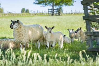 İngiltere 'nin Buckinghamshire kırsalındaki bir tarlada dişi koyunlar (dişi koyunlar) ve genç kuzular