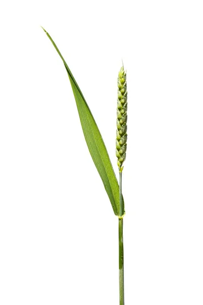 Wheat Spike Close Unripe Ear Wheat Isolated White Background — Stock Photo, Image