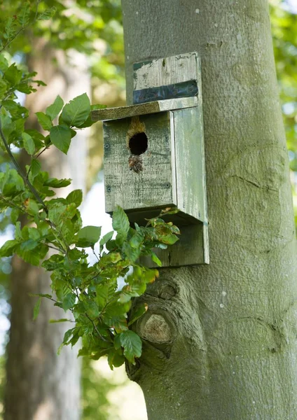Tahta Kuş Kutusu Yuva Kutusu Ngiltere Bir Ağaç Gövdesinde Asılı — Stok fotoğraf