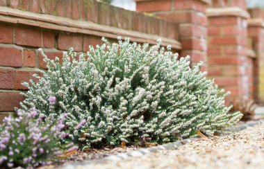 Heathers, kış çiçekli fundalık bitkileri, Beyaz Mükemmellik, Erica x Darleyensis, İngiltere 'de bir bahçe bahçesinde.
