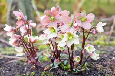 Pembe ve beyaz Noel gülü ya da karabatak, Helleborus niger bitkisi İngiltere 'de bir bahçede yetişiyor.