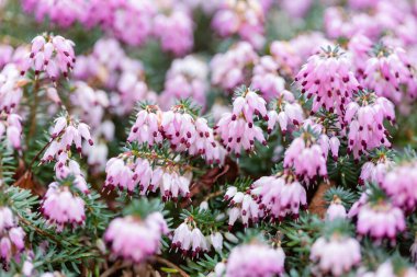 Heather yakın plan, kışın çiçek açan Kramers Red Erica x Darleyensis İngiltere 'de bir bahçede.