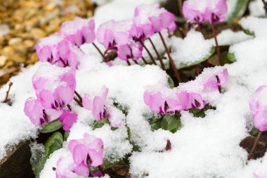 Snow covered cyclamen coum or eastern sowbread plants in flower, UK clipart