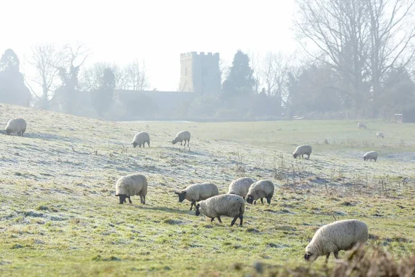 Paysage Rural Royaume Uni Avec Troupeau Moutons Par Temps Hivernal — Photo