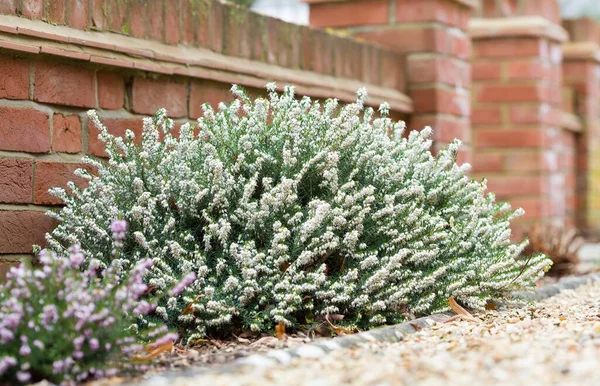 Heathers Winter Flowering Heather Plants White Perfection Erica Darleyensis Garden — Stock fotografie