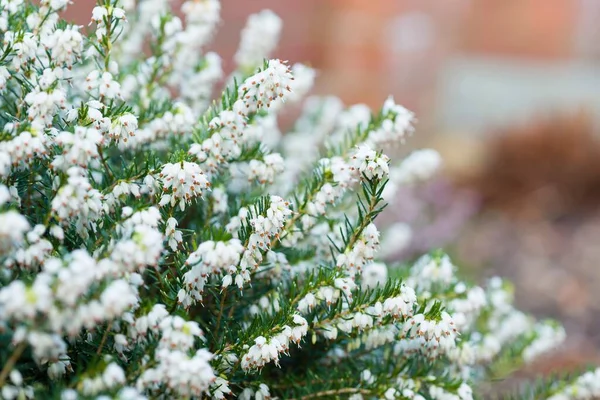 Vinter Ljung Växt Närbild White Perfection Erica Darleyenis Trädgård Gräns — Stockfoto