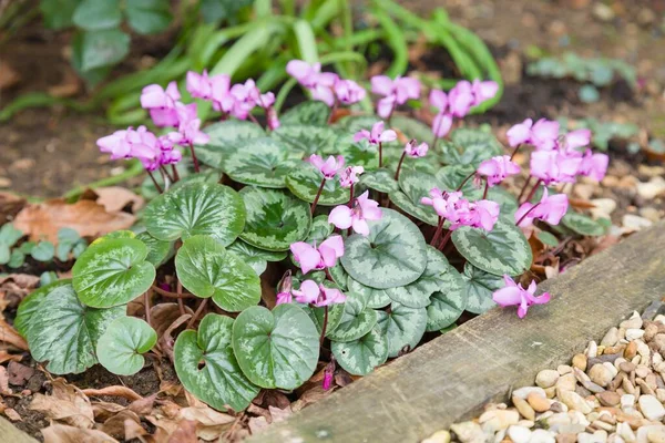 Cyclamen coum or eastern sowbread with pink flowers in a garden, UK — Stock Image Cyclamen Coum Eastern Sowbread Pink Flowers Garden Royalty Free Stock Images