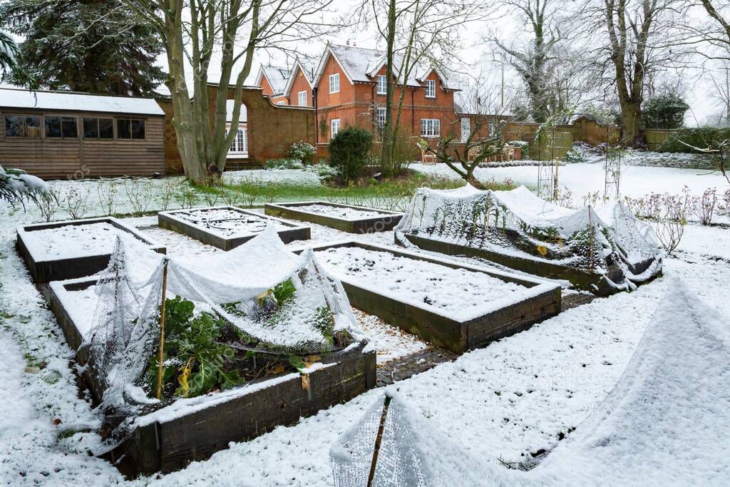 Winter vegetable garden covered in snow with wooden raised beds, UK