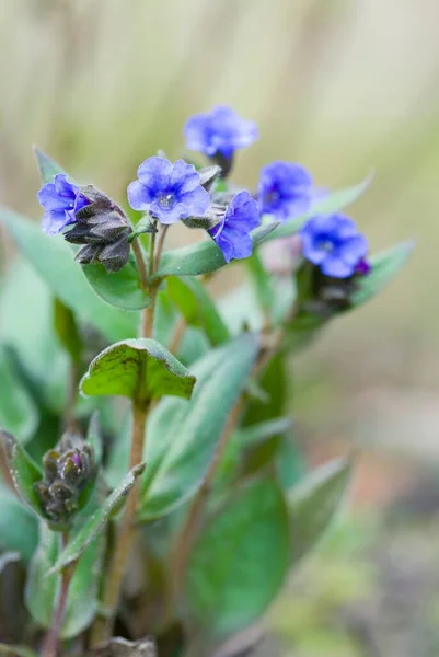 Lungenkraut Oder Lungenkraut Blau Fähnrich Blüte Pulmonaria Angustifolia Pflanze Großbritannien — Stockfoto