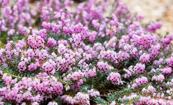 Pink Winter Heather Winter Flowering Kramers Red Erica Darleyensis — Stock Photo, Image