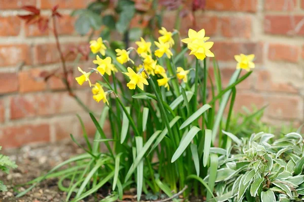 Yellow Dwarf Daffodils Narcissi Tete Tete Spring Flowerbed — Stock Photo, Image