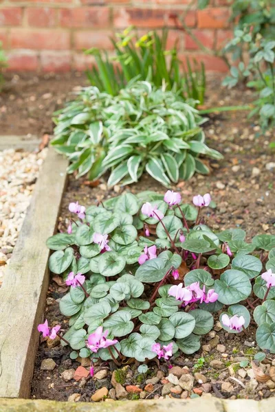 Spring flowers in a garden flowerbed with cyclamens and alstroemeria, UK — Stock Image Spring Flowers Garden Flowerbed Cyclamens Alstroemeria Royalty Free Stock Images