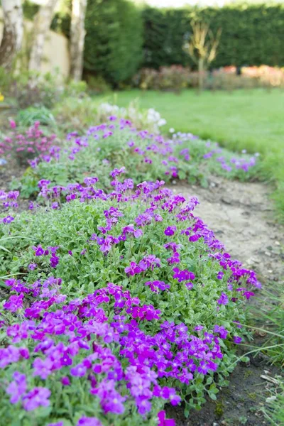 Aubrieta (aubretia) flower bed in bloom in a UK garden — Stock Image Aubrieta Aubretia Flower Bed Bloom Garden Stock Photo