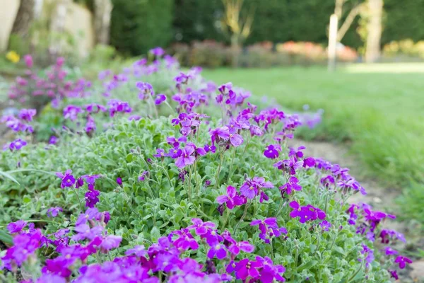Aubrieta (aubretia) flowers, perennial plant in bloom in a UK garden flowerbed — Stock Image Aubrieta Aubretia Flowers Perennial Plant Bloom Garden Flowerbed Royalty Free Stock Photos
