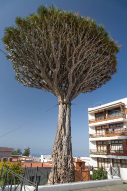 TENERİFE, İSPAN - 11 Mart 2015. Icod de los Vinos, Tenerife, Kanarya Adaları 'nda bir ejderha ağacı ya da dracaena draco. Bu ağaç, El Drago adındaki daha büyük ve daha ünlü ağaca yakındır..