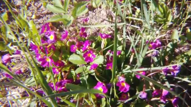 Flores Jabón Burbujas Verano — Vídeos de Stock