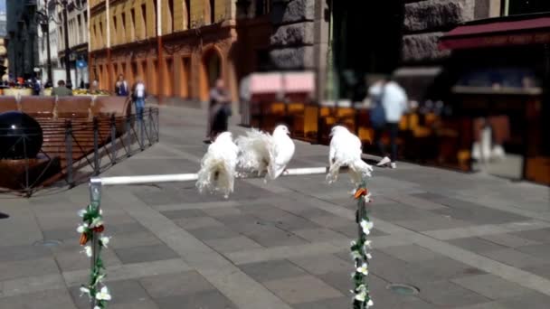 Beyaz Güvercinler Özgürlüğü Seviyorum — Stok video