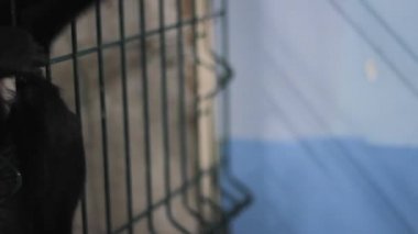 maymun pençe ipuçları sordu