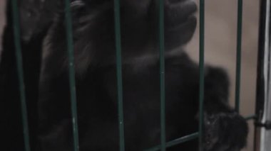 maymun kafes yüz siyah