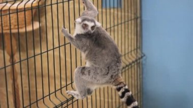 lemur portre izlerken tırmanıyor