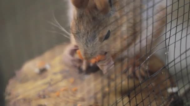 Σκίουρος Τρώει Σνακ Ζωολογικός Κήπος — Αρχείο Βίντεο