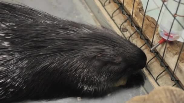 Porcupine Drinks Water Protection — Stock Video