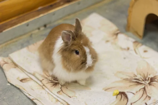 Konijn Dier Dierentuin Boerderij — Stockfoto