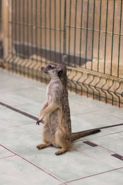 Meerkat Animal Zoo Nature — Stock Photo, Image