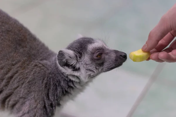 lemur feed  animal zoo