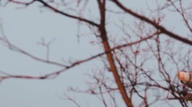 çınar ağaçları günbatımı hareketi