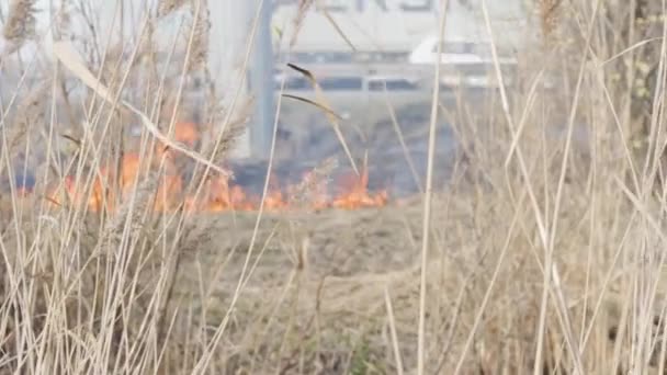 都市の森の近くで火災 — ストック動画