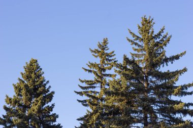 üç çam ağaçları arka plan