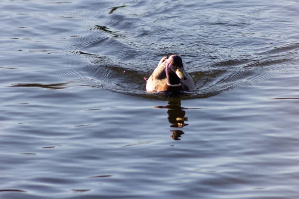 Drake Zwemt Lake Duck — Stockfoto