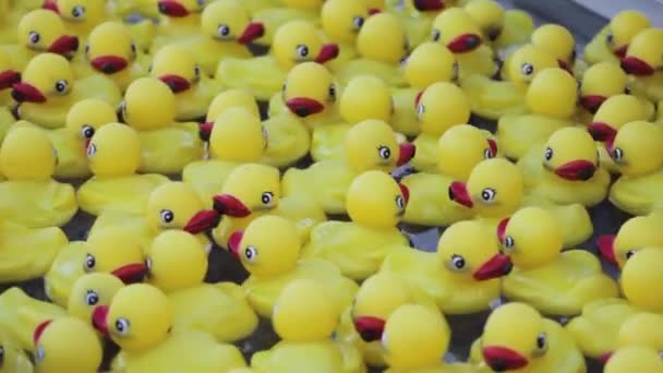 Crowd Duck Competitie Achtergrond — Stockvideo