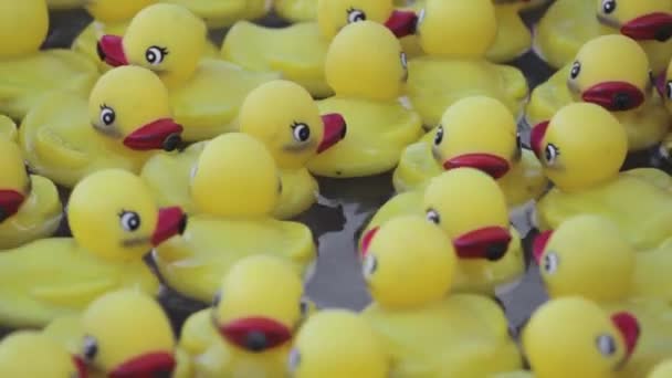 Duck Rush Hour Crowd — Stock Video