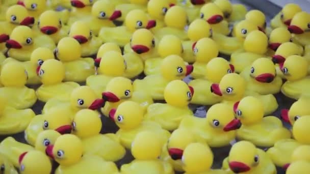Competitie Selectie Duck Team — Stockvideo